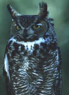 great-horned_owl.jpg (16348 bytes)